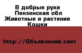 В добрые руки - Пензенская обл. Животные и растения » Кошки   
